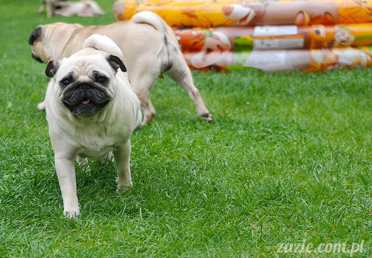  pug pugs mopsy mopsiki Kumok Miszur 