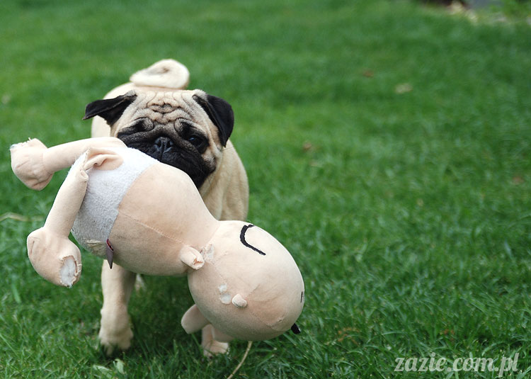  pug pugs mopsy mopsiki Kumok Miszur 