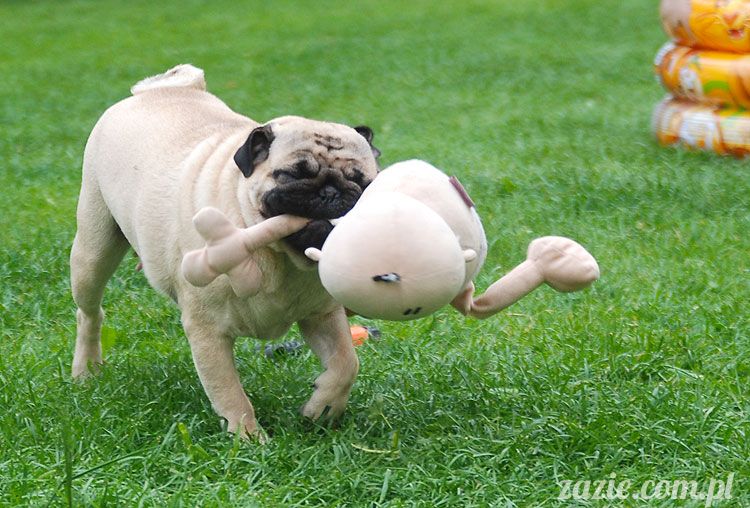  pug pugs mopsy mopsiki Kumok Miszur 