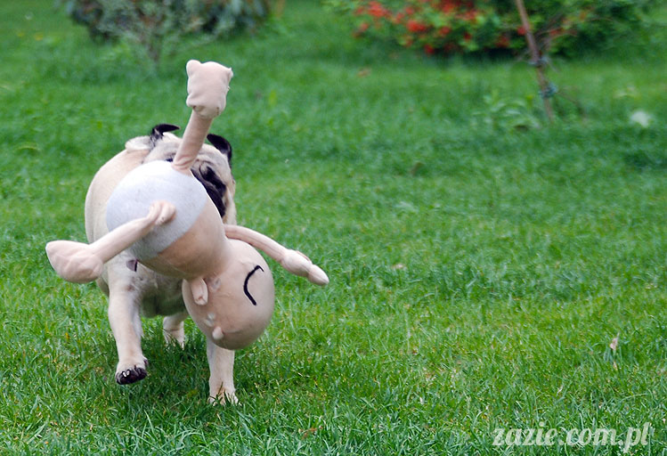  pug pugs mopsy mopsiki Kumok Miszur 