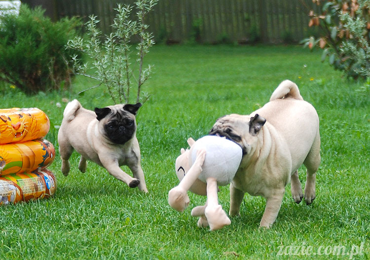  pug pugs mopsy mopsiki Kumok Miszur 