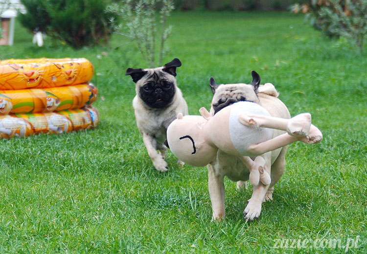 pug pugs mopsy mopsiki Kumok Miszur 