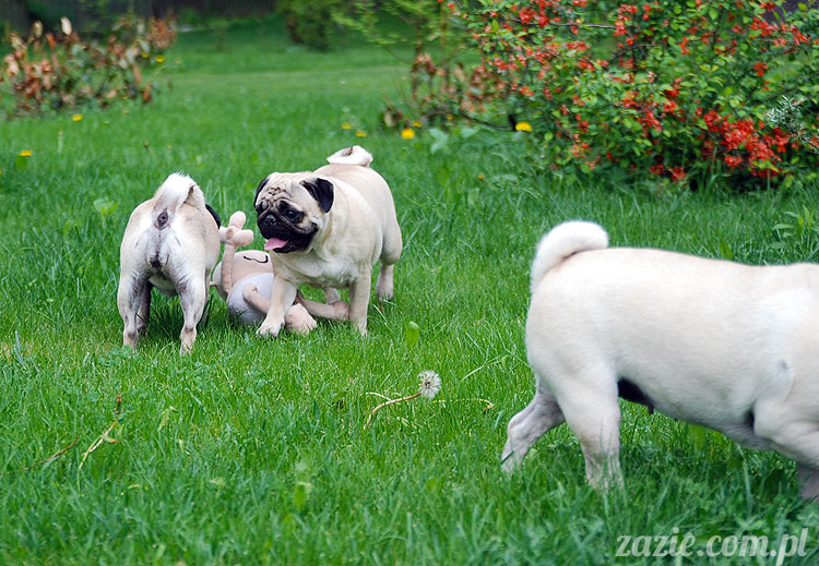  pug pugs mopsy mopsiki Kumok Miszur 