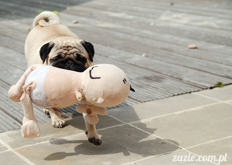  pug pugs mopsy mopsiki Kumok Miszur 