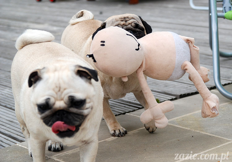  pug pugs mopsy mopsiki Kumok Miszur 