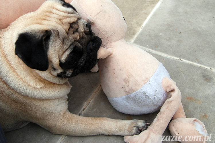  pug pugs mopsy mopsiki Kumok Miszur 