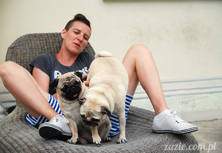  pug pugs mopsy mopsiki Kumok Miszur 