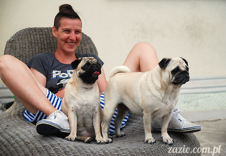  pug pugs mopsy mopsiki Kumok Miszur 