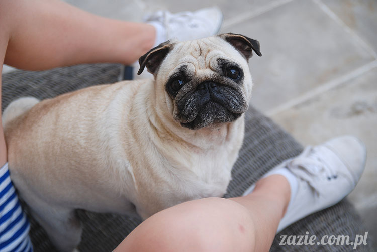  pug pugs mopsy mopsiki Kumok Miszur 