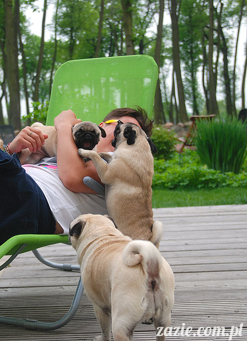  pug pugs mopsy mopsiki Kumok Miszur 