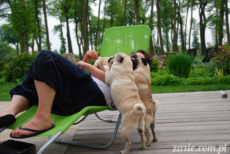  pug pugs mopsy mopsiki Kumok Miszur 