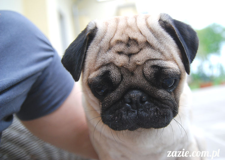  pug pugs mopsy mopsiki Kumok Miszur 