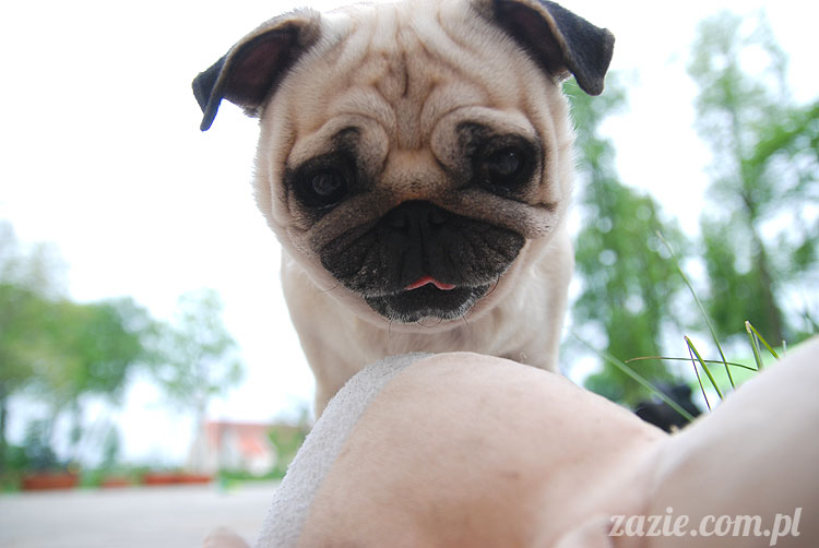  pug pugs mopsy mopsiki Kumok Miszur 