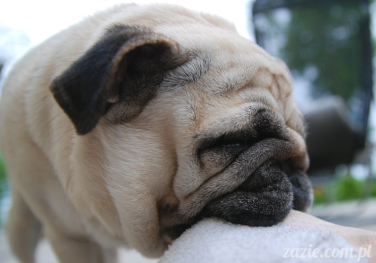  pug pugs mopsy mopsiki Kumok Miszur 