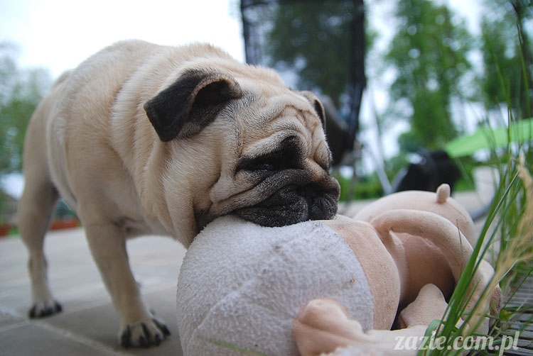  pug pugs mopsy mopsiki Kumok Miszur 