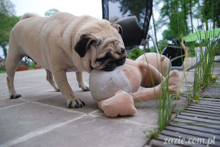  pug pugs mopsy mopsiki Kumok Miszur 