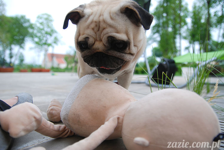  pug pugs mopsy mopsiki Kumok Miszur 
