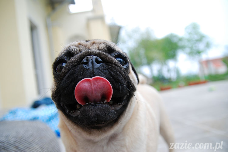  pug pugs mopsy mopsiki Kumok Miszur 