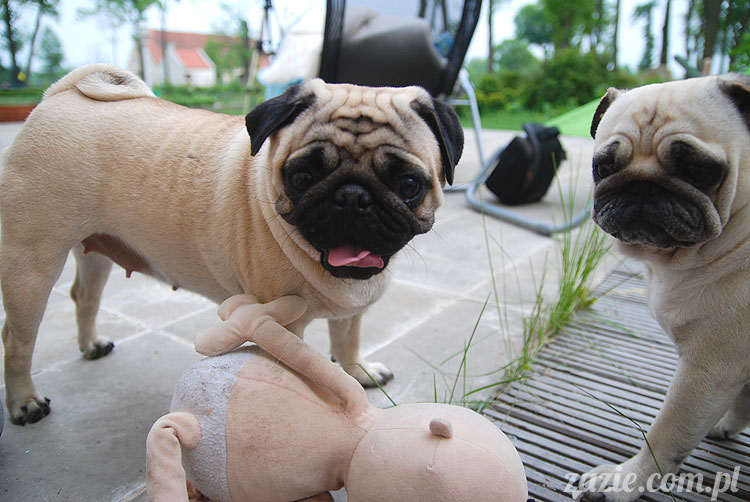  pug pugs mopsy mopsiki Kumok Miszur 