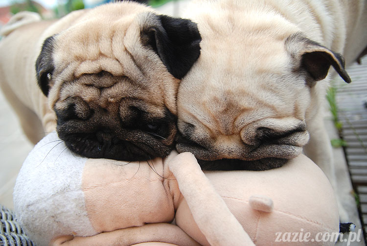  pug pugs mopsy mopsiki Kumok Miszur 