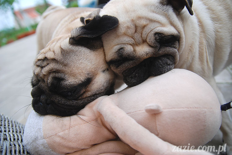  pug pugs mopsy mopsiki Kumok Miszur 