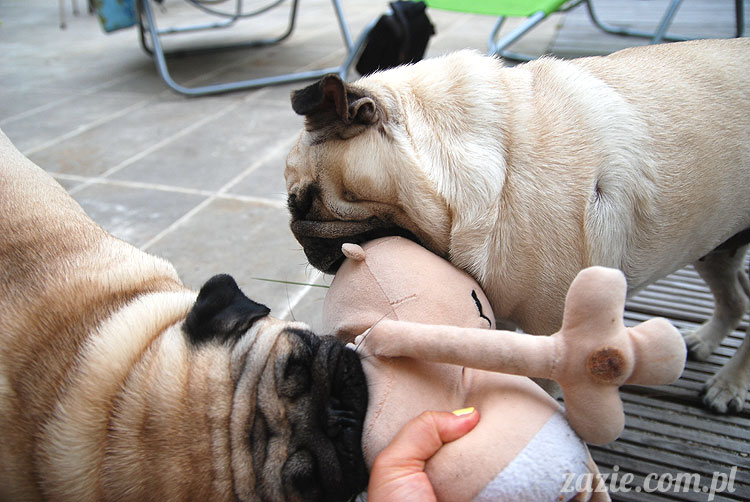  pug pugs mopsy mopsiki Kumok Miszur 