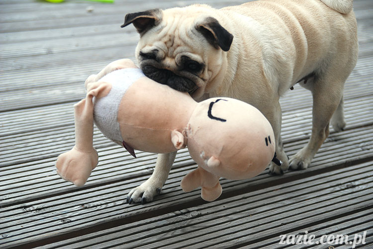  pug pugs mopsy mopsiki Kumok Miszur 