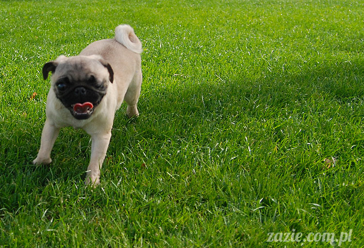 pugs mopsy mopsiki śmieszne psy Kumok Miszur Bułka Ninja