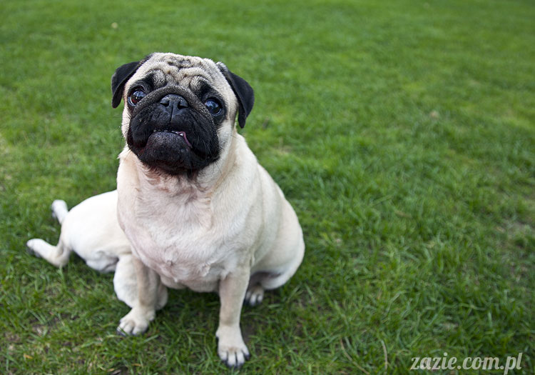 pugs mopsy mopsiki śmieszne psy Kumok Miszur Bułka Ninja