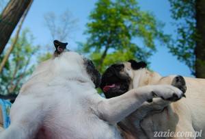 życie rodzinne przytroczone do psiej smyczy