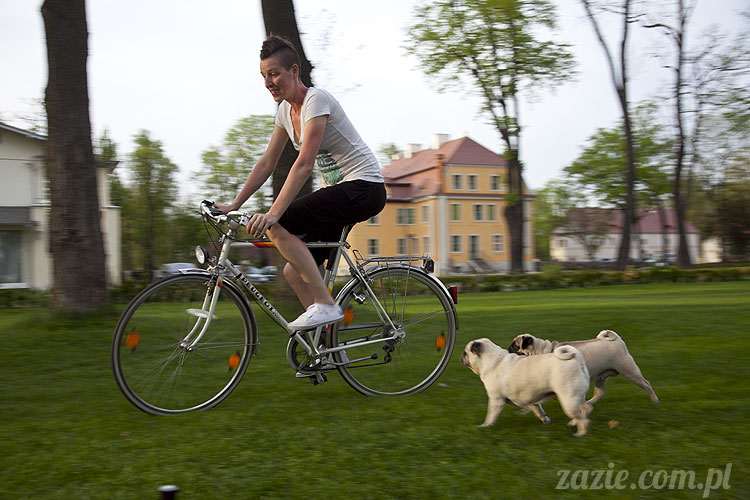 pugs mopsy mopsiki śmieszne psy Kumok Miszur Bułka Ninja