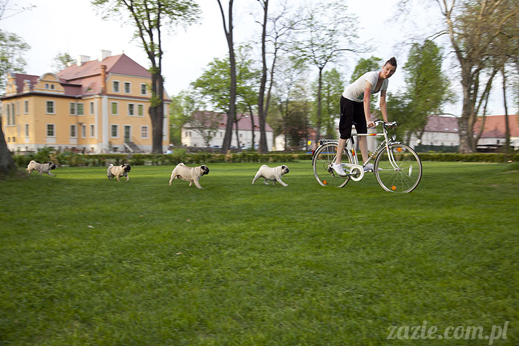 pugs mopsy mopsiki śmieszne psy Kumok Miszur Bułka Ninja