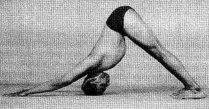 pies z głową w dół