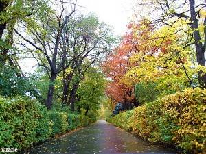 kałużami jesień się zaczyna