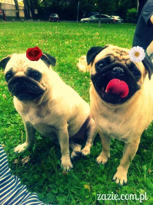 codziennik_zazie_sroda_01