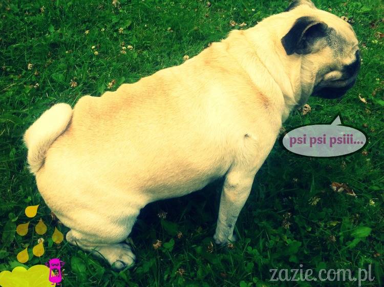 codziennik_zazie_sroda_02