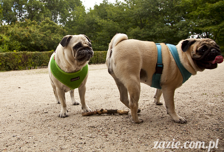 mopsy Kumok i Miszur w parku Sue Ryder na Starej Ochocie mopsy Kumok i Miszur śmieszne psy pugs mopsiki