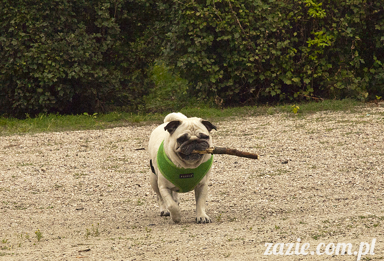 mopsy Kumok i Miszur w parku Sue Ryder na Starej Ochocie mopsy Kumok i Miszur śmieszne psy pugs mopsiki