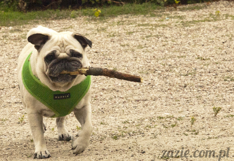 mopsy Kumok i Miszur w parku Sue Ryder na Starej Ochocie mopsy Kumok i Miszur śmieszne psy pugs mopsiki