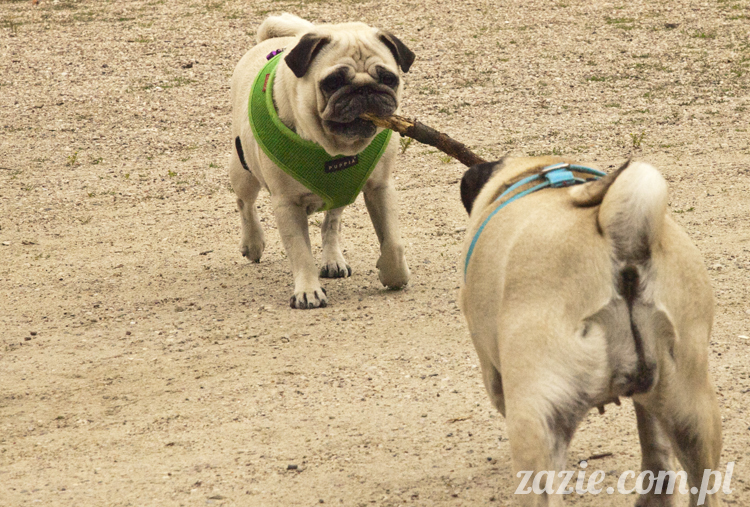 mopsy Kumok i Miszur w parku Sue Ryder na Starej Ochocie mopsy Kumok i Miszur śmieszne psy pugs mopsiki