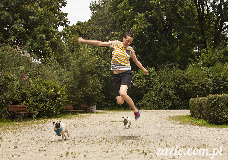 mopsy Kumok i Miszur w parku Sue Ryder na Starej Ochocie mopsy Kumok i Miszur śmieszne psy pugs mopsiki