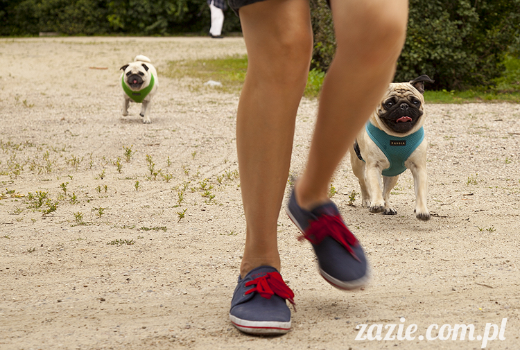 mopsy Kumok i Miszur w parku Sue Ryder na Starej Ochocie mopsy Kumok i Miszur śmieszne psy pugs mopsiki