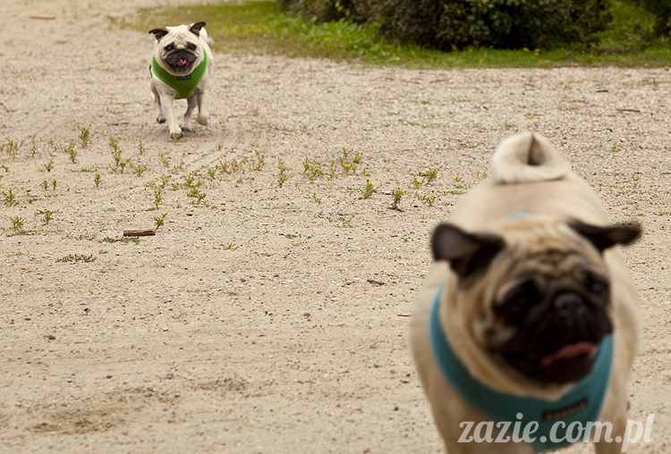 mopsy Kumok i Miszur w parku Sue Ryder na Starej Ochocie mopsy Kumok i Miszur śmieszne psy pugs mopsiki