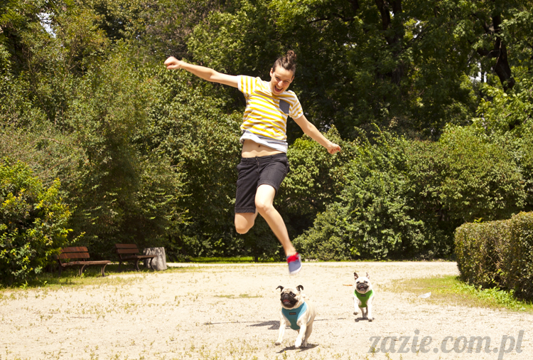 mopsy Kumok i Miszur w parku Sue Ryder na Starej Ochocie mopsy Kumok i Miszur śmieszne psy pugs mopsiki