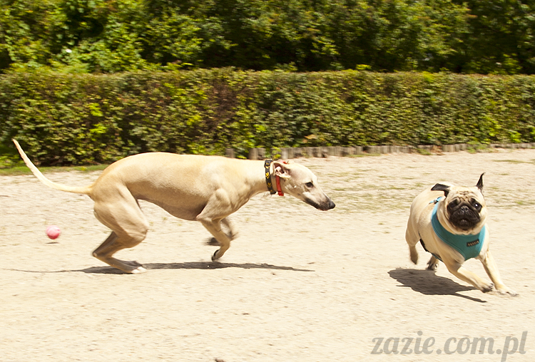 mopsy Kumok i Miszur w parku Sue Ryder na Starej Ochocie mopsy Kumok i Miszur śmieszne psy pugs mopsiki