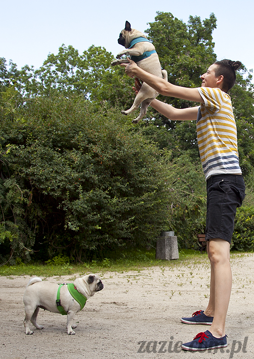 mopsy Kumok i Miszur w parku Sue Ryder na Starej Ochocie mopsy Kumok i Miszur śmieszne psy pugs mopsiki