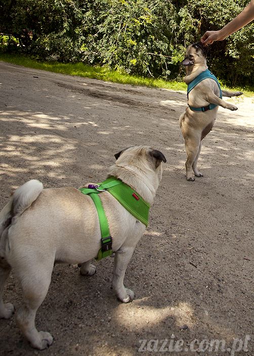 mopsy Kumok i Miszur w parku Sue Ryder na Starej Ochocie mopsy Kumok i Miszur śmieszne psy pugs mopsiki