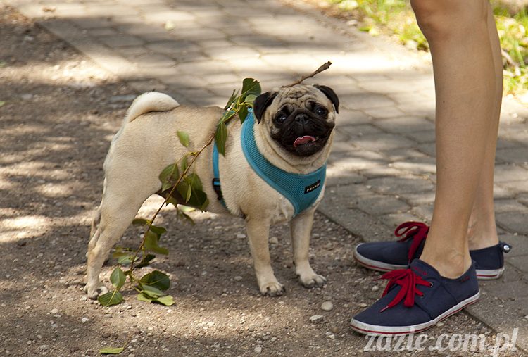 mopsy Kumok i Miszur w parku Sue Ryder na Starej Ochocie mopsy Kumok i Miszur śmieszne psy pugs mopsiki