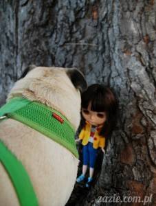 [FILMIK!]  mopsy próbują aportować i takie tam różne. w parku.