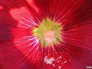 La Tarantella. Antidotum tarantulae – czyli muzyka przeciwko ukąszeniom